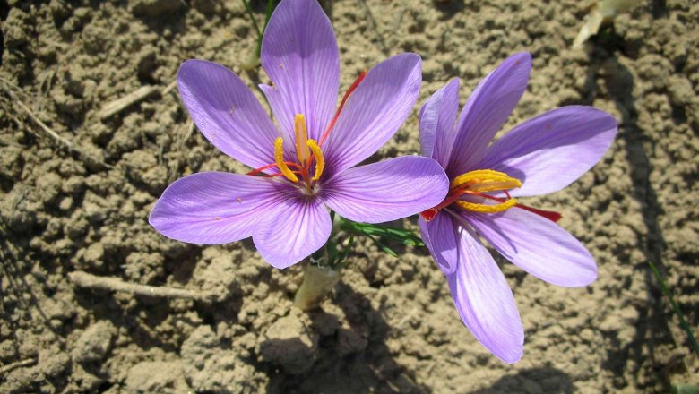 Krokus, © Bernhard Kaar