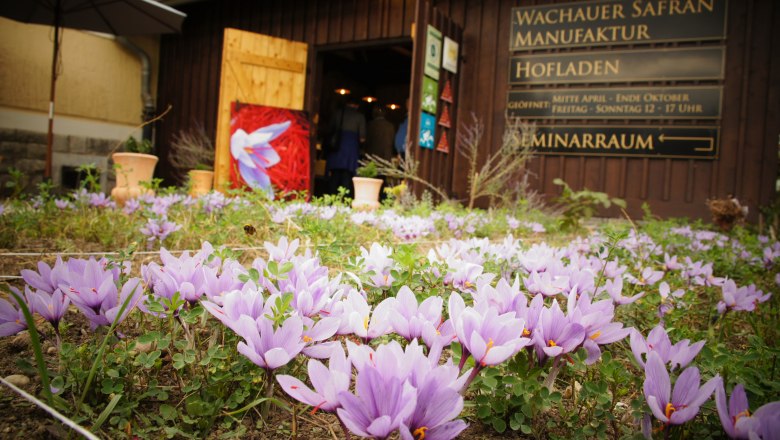 Wachauer Safran im Hofladen am Dürnsteiner Bahnhof, © Wachauer Safran/Bernhard Kaar