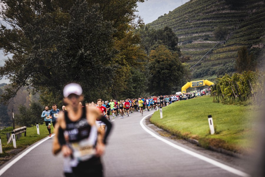 Läufer und Läuferinnen beim Wachaumarathon