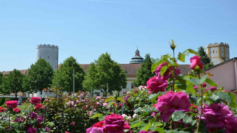 Rosenblüte im Stiftspark, © Brigitte Kobler-Pimiskern