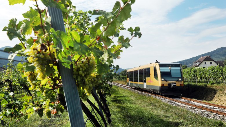 Mit der Wachaubahn zum Weinfrühling, © NÖVOG/weinfranz