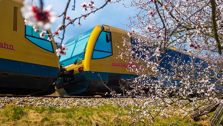 Mit der Wachaubahn die Marillenblüte erleben, © NÖVOG/Wegerbauer